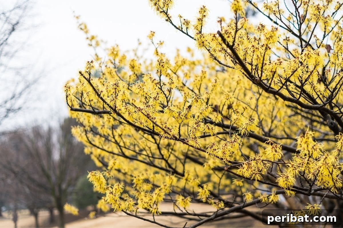 From Snip to Shrub: 15 Varieties You Can Grow from Cuttings 16 Witch Hazel tree with yellow blooms on the side of the hallway at the park