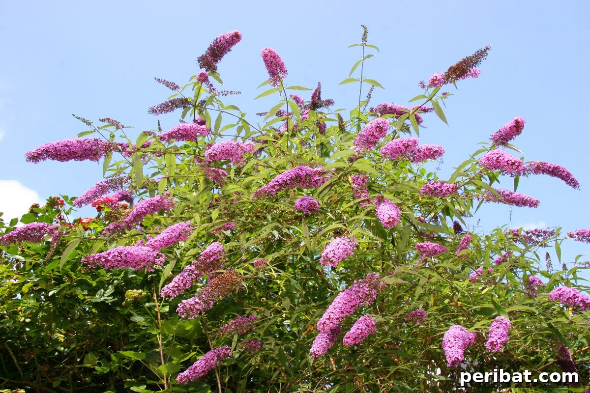From Snip to Shrub: 15 Varieties You Can Grow from Cuttings 3 Butterfly Bush with purple flowers against the sky