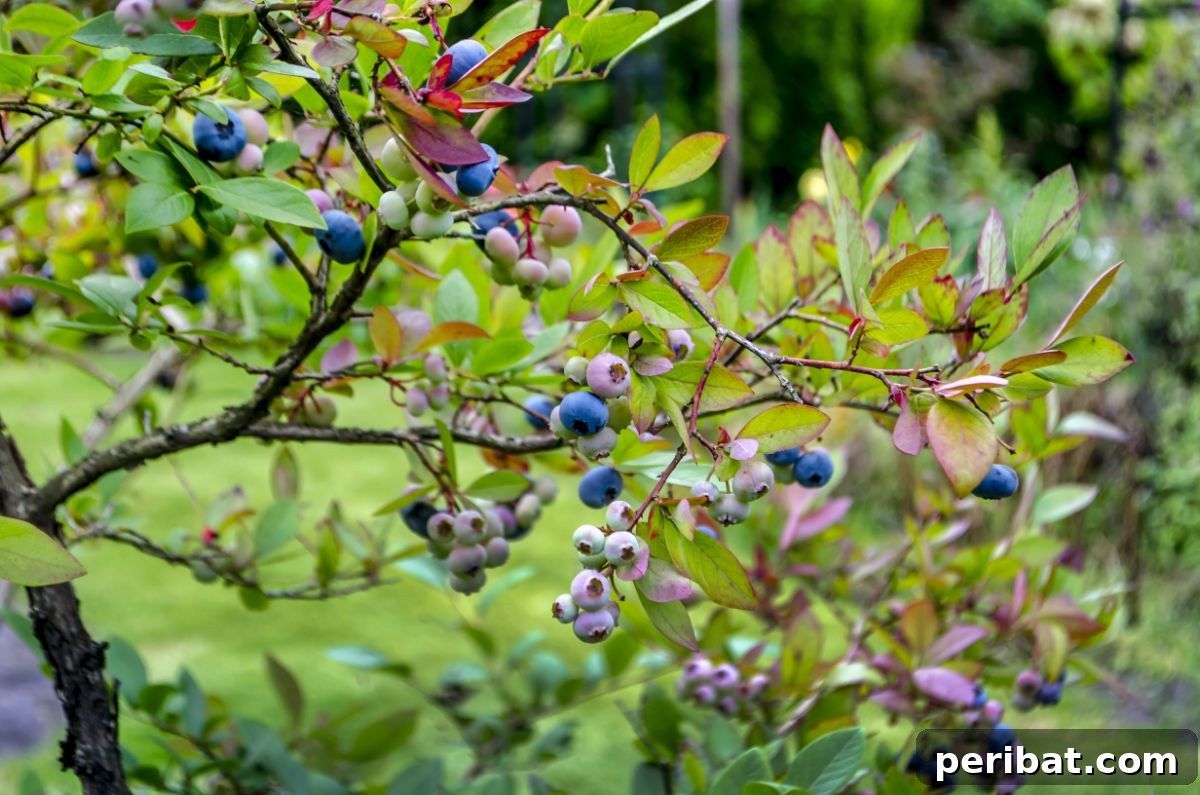 From Snip to Shrub: 15 Varieties You Can Grow from Cuttings 4 Blueberry bush with purple fruits in the garden