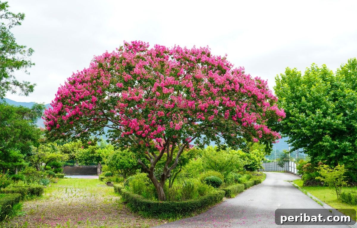 From Snip to Shrub: 15 Varieties You Can Grow from Cuttings 5 Crape Myrtle tree with pink flowers at the park