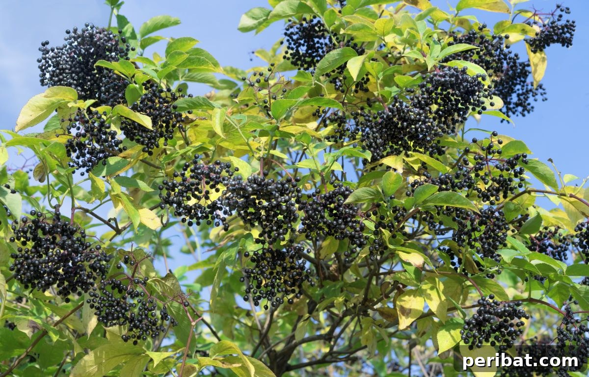 From Snip to Shrub: 15 Varieties You Can Grow from Cuttings 6 Elderberry bush with fruits against the sky