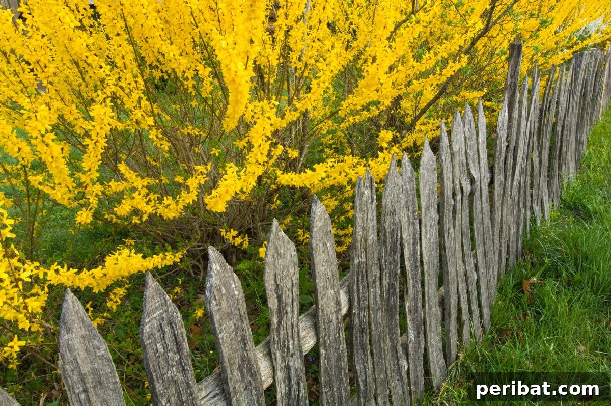 From Snip to Shrub: 15 Varieties You Can Grow from Cuttings 7 yellow Forsythia growing behind the fence
