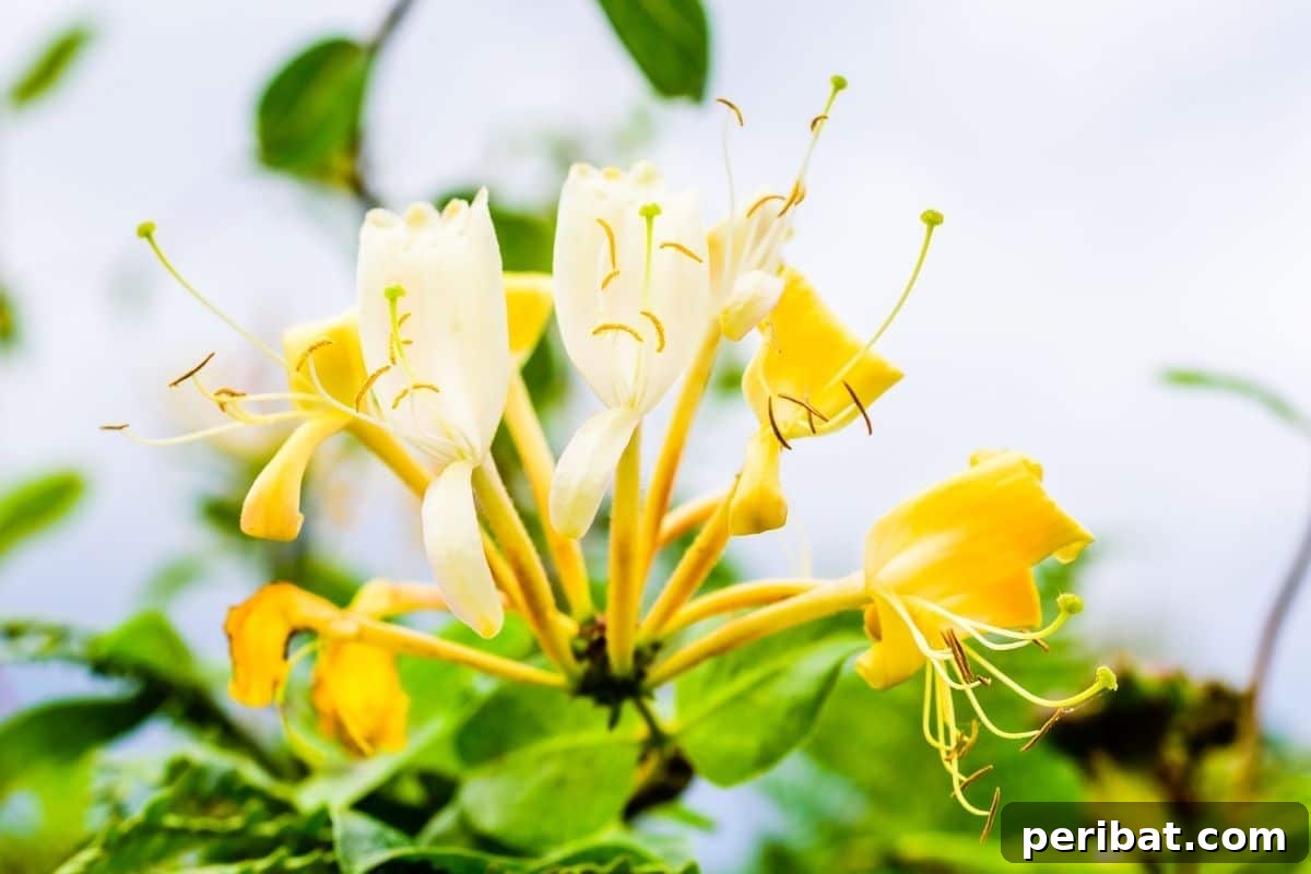 From Snip to Shrub: 15 Varieties You Can Grow from Cuttings 8 blooming yellow Honeysuckle flowers