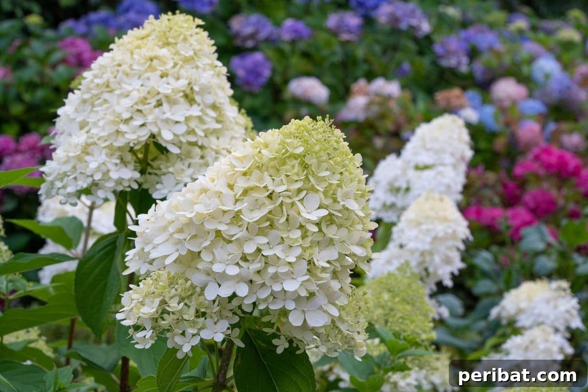 From Snip to Shrub: 15 Varieties You Can Grow from Cuttings 9 field of Hydrangeas in variety of colors