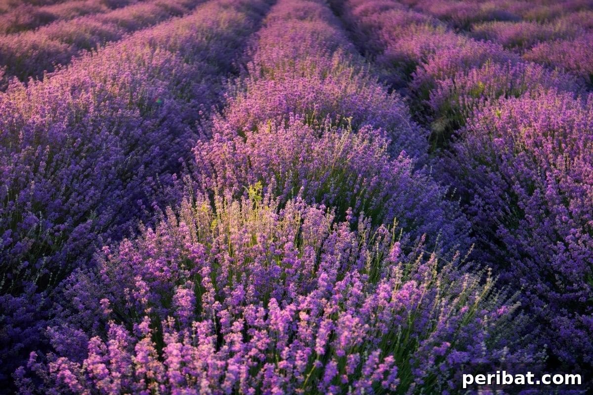From Snip to Shrub: 15 Varieties You Can Grow from Cuttings 10 beautiful field of Lavenders under the sunlight