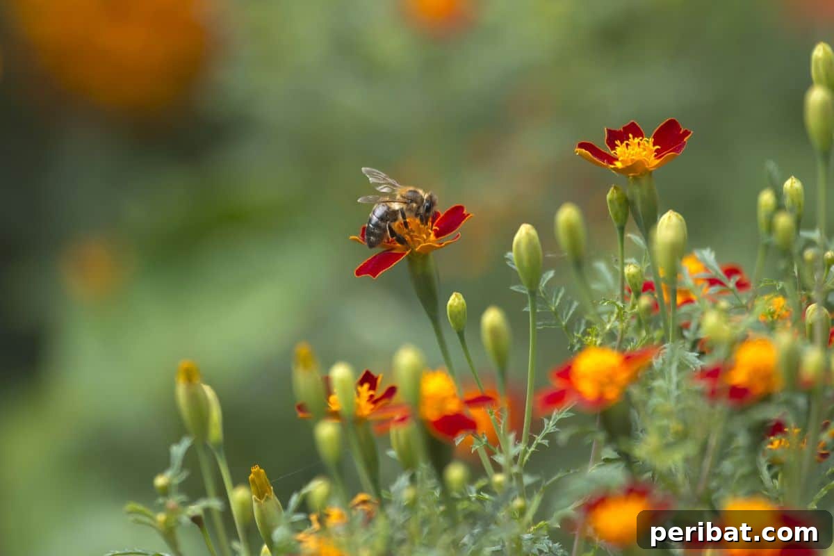 11 Natural Pest Control Powerhouses for Your Garden 3 Bees actively pollinating the vibrant yellow and orange flowers in a sunny garden.