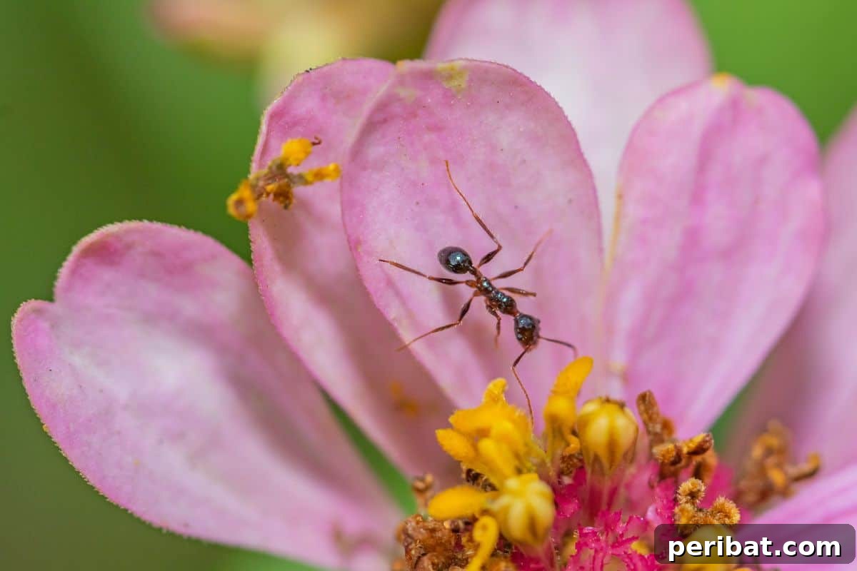 11 Natural Pest Control Powerhouses for Your Garden 6 Ants actively crawling on the petals of a vibrant pink flower, collecting nectar.