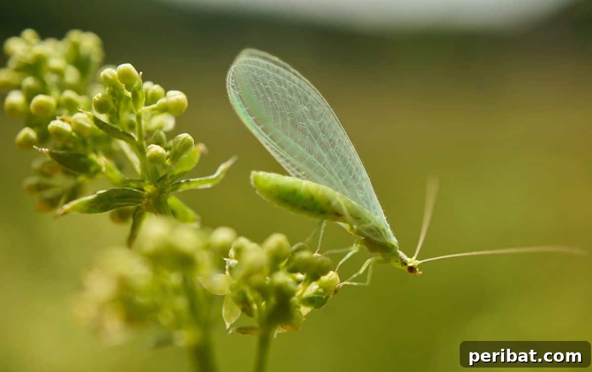 11 Natural Pest Control Powerhouses for Your Garden 8 A delicate lacewing resting gracefully on a green plant leaf.