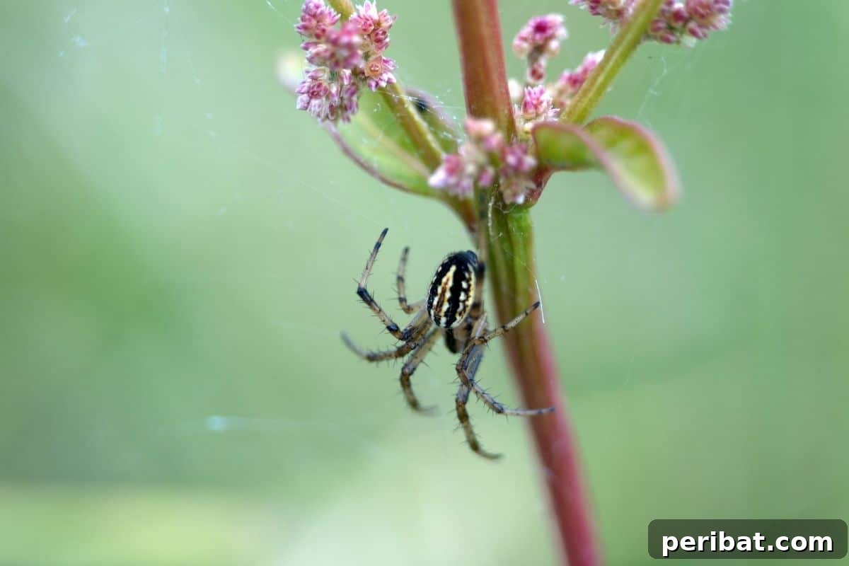 11 Natural Pest Control Powerhouses for Your Garden 9 A garden spider expertly weaving its web on a plant, ready to catch unsuspecting prey.