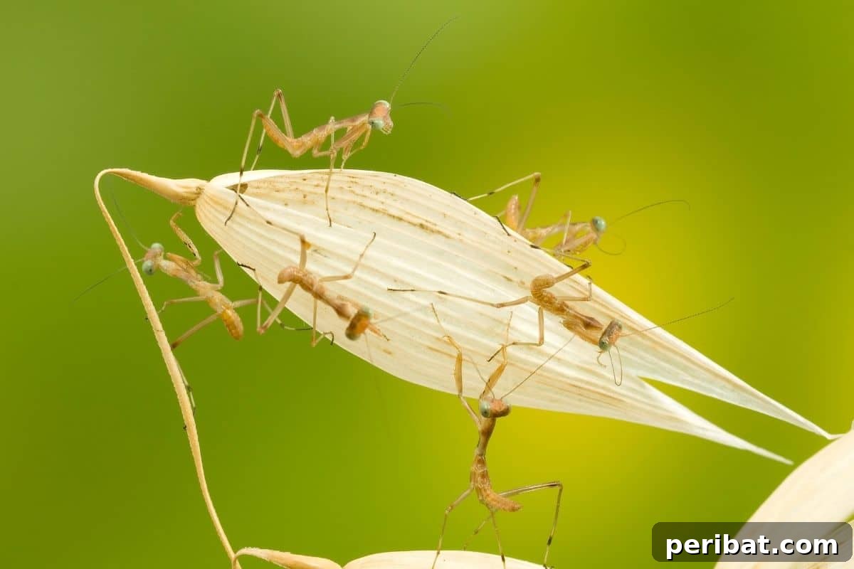 11 Natural Pest Control Powerhouses for Your Garden 10 A group of praying mantises camouflaged on a plant, patiently waiting for prey.