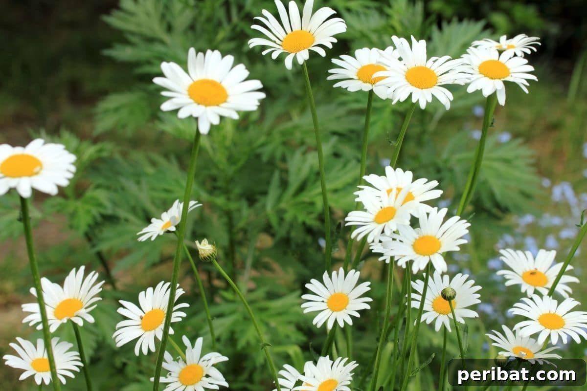 From Garden to Gourmet 10 Edible Flowers to Cultivate 12 A charming cluster of white and yellow Daisy flowers blooming abundantly in a sunlit garden.