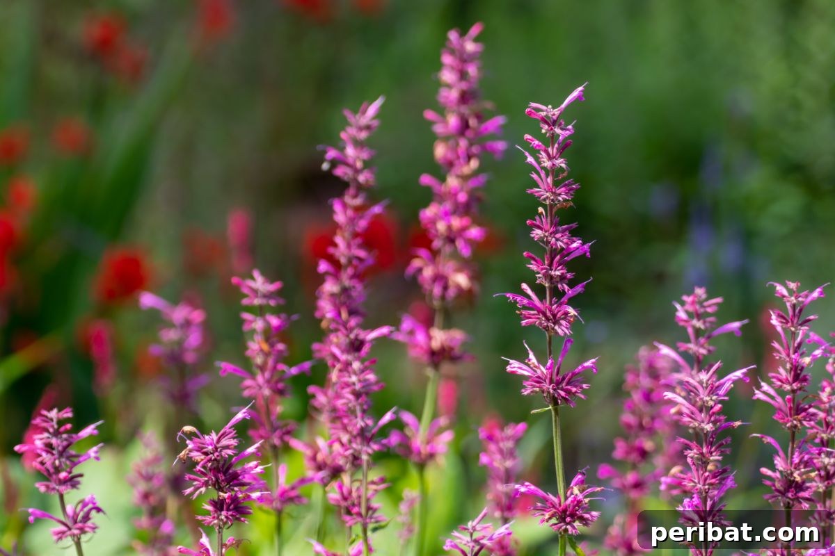 From Garden to Gourmet 10 Edible Flowers to Cultivate 3 Agastache with vibrant purple flowers in a sunny garden, attracting pollinators.