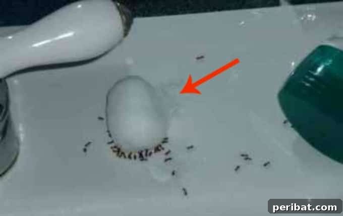 Effortlessly Eliminate Ants While You Sleep 2 Natural Ant Control Solutions