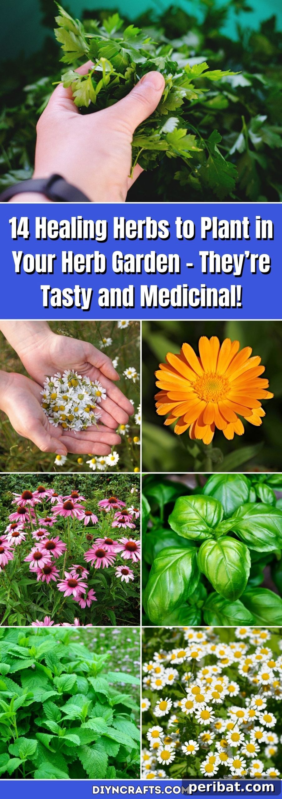 14 Healing Herbs to Plant in Your Herb Garden – They’re Tasty and Medicinal! A beautiful garden scene with various herbs.