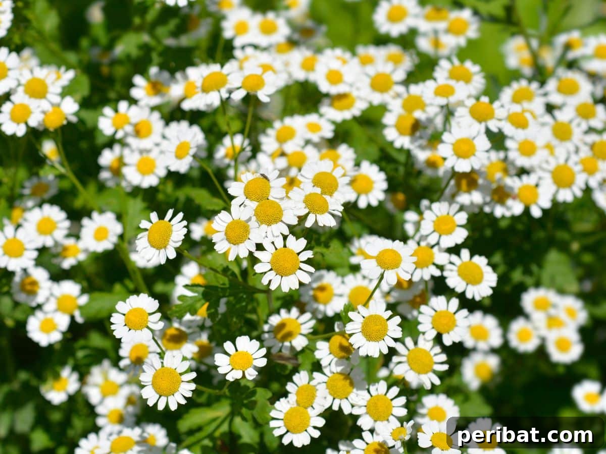 Small feverfew flowers and leaves