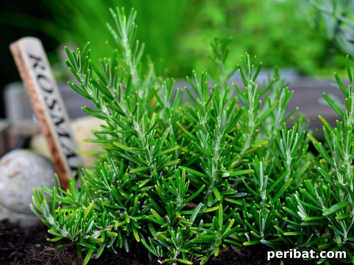 Fresh rosemary sprigs
