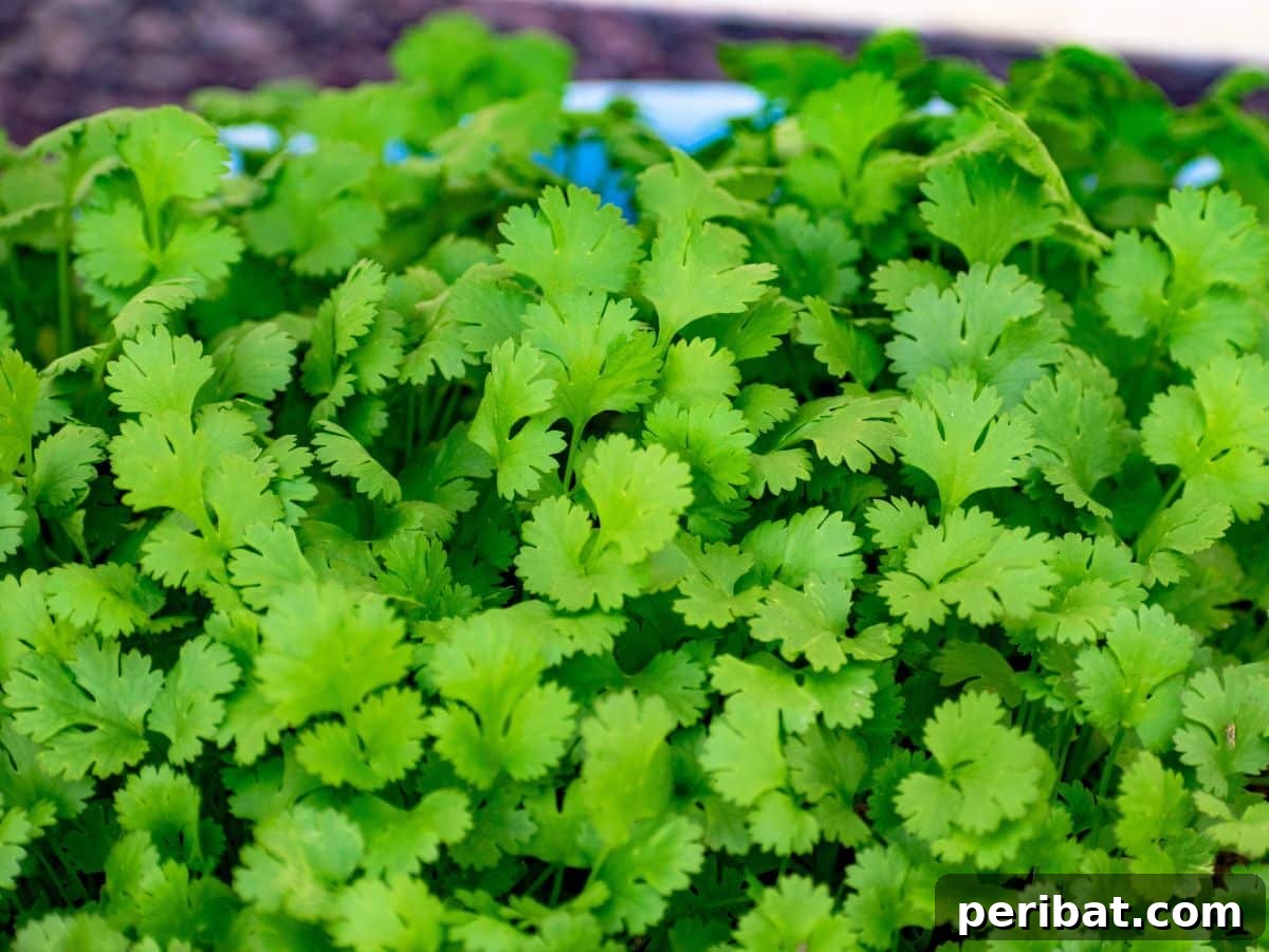 Fresh cilantro leaves