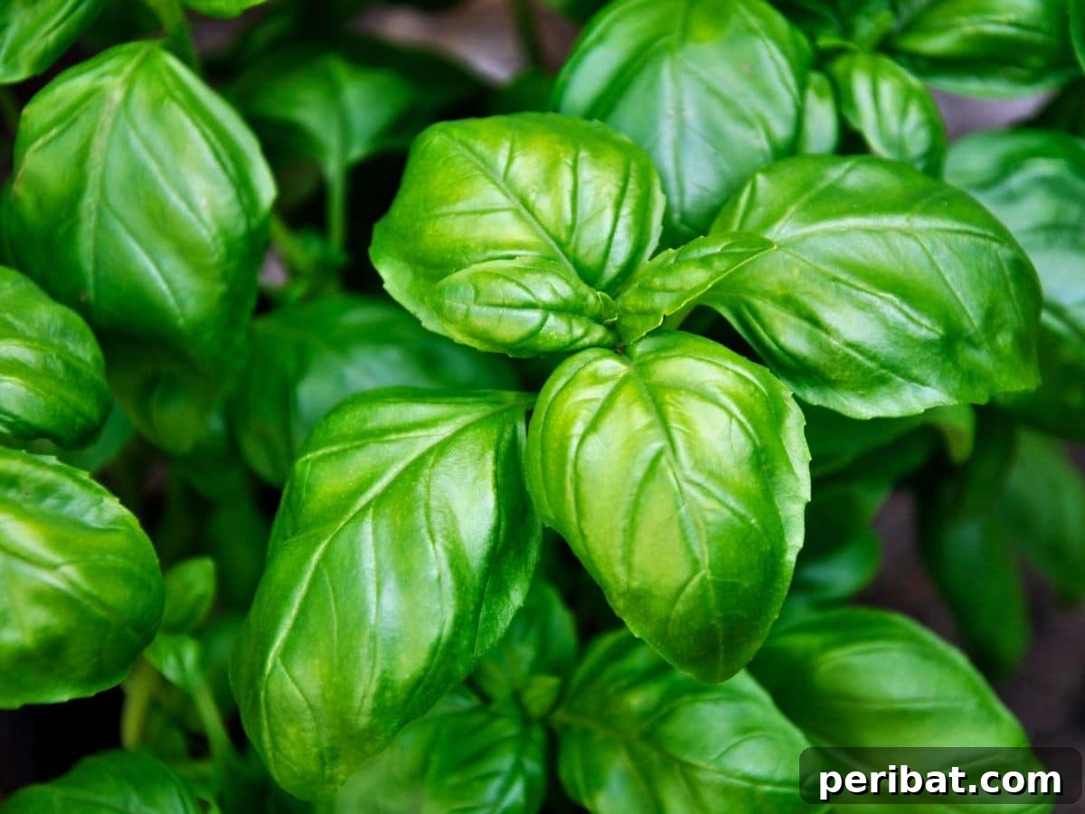 Lush green basil plant