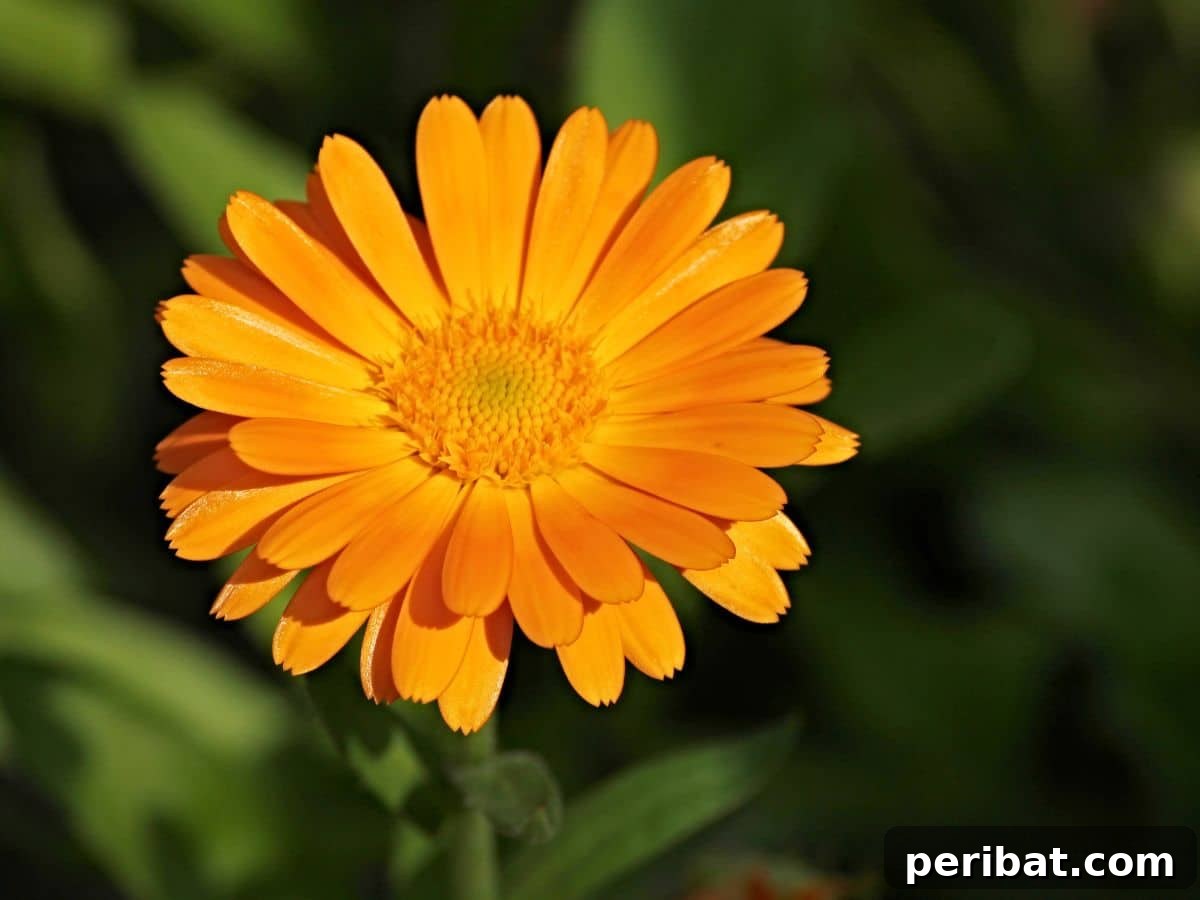 Vibrant orange pot marigold flowers