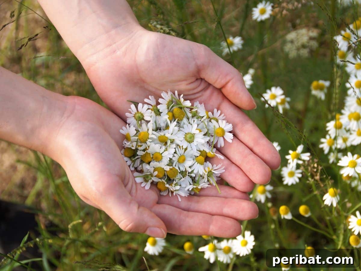 Chamomile flowers in a herb garden