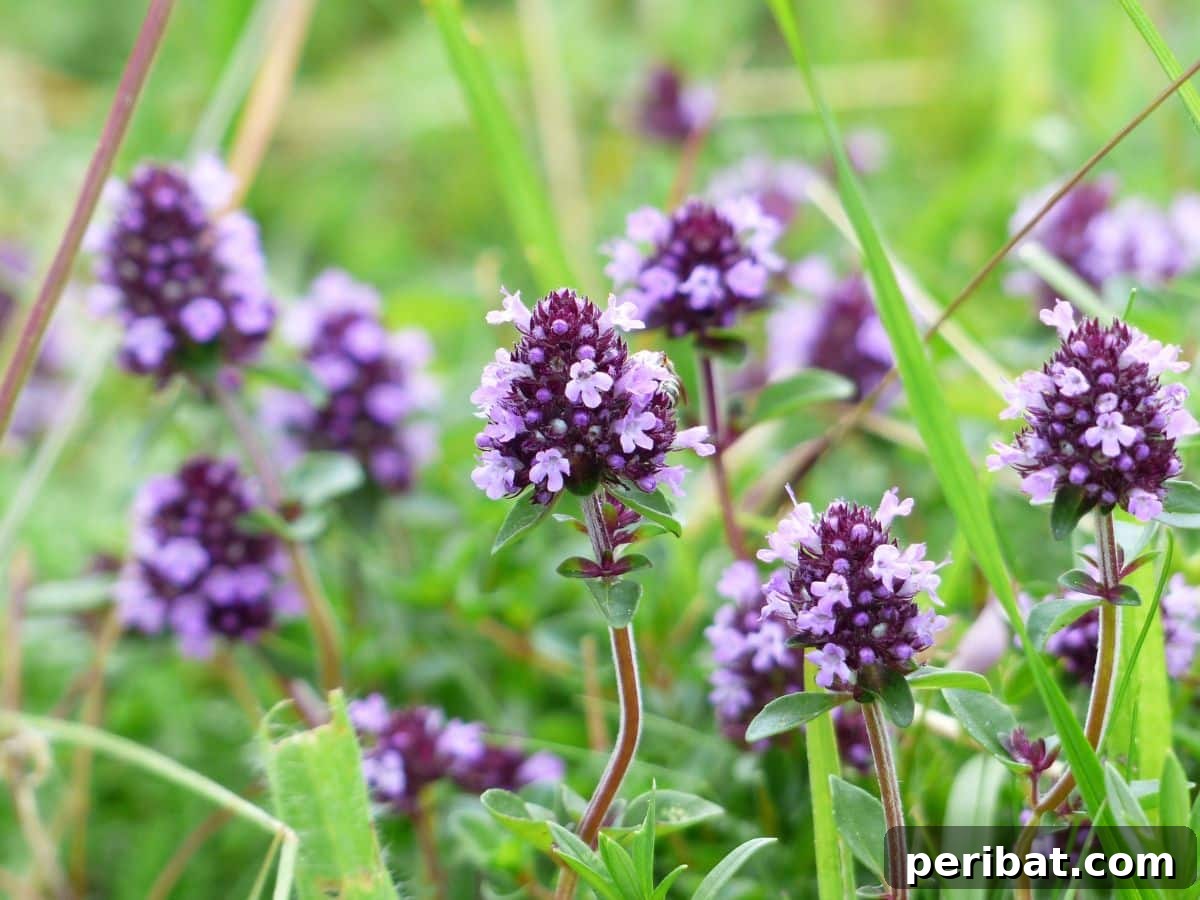 Fresh thyme sprigs in a garden