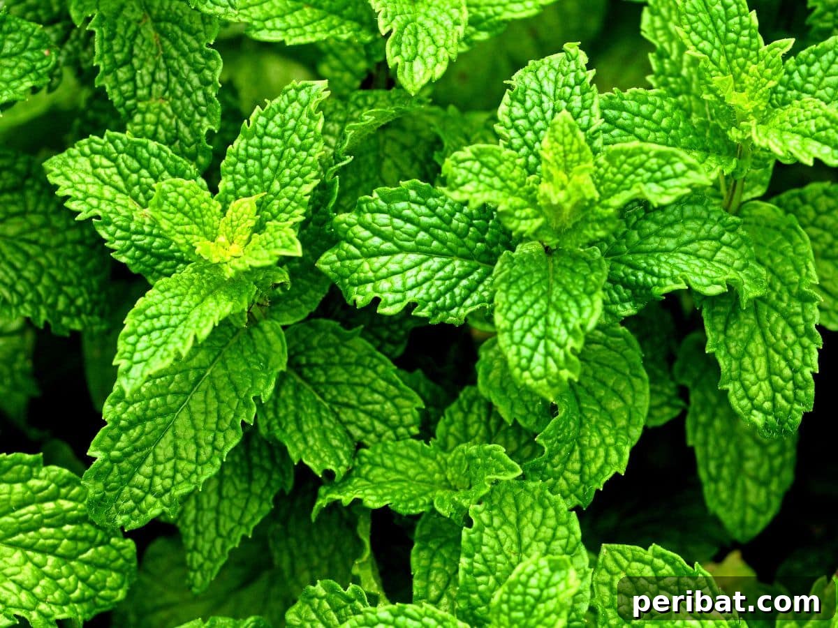 Fresh peppermint leaves close up