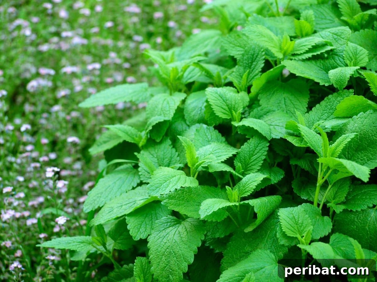 Bright green lemon balm leaves