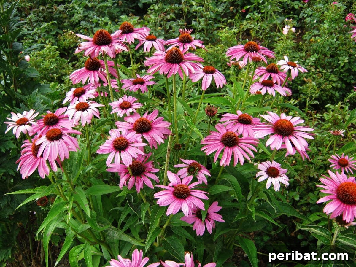 Purple echinacea flowers in bloom