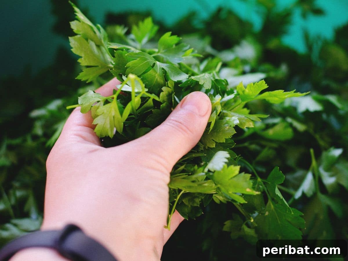 Fresh parsley growing in a garden