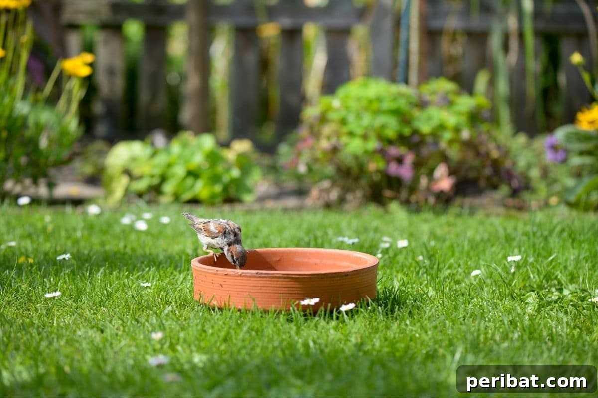 Gentle Solutions for a Crow Free Lawn 6 a birdbath on the grass in the garden