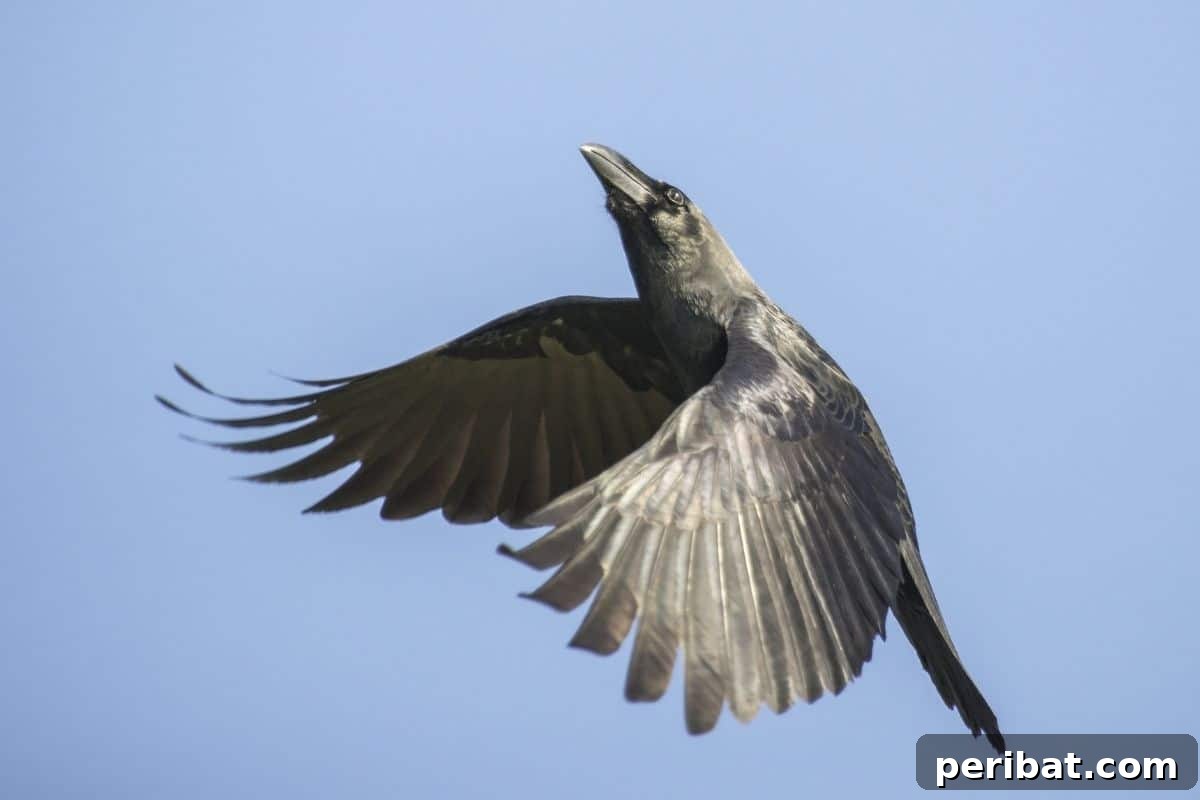 Gentle Solutions for a Crow Free Lawn 8 a crow flying in the sky