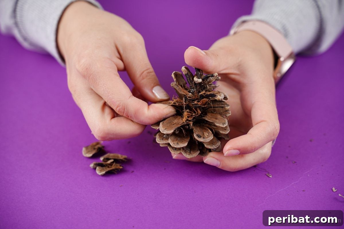 hand pulling scales off of pinecone