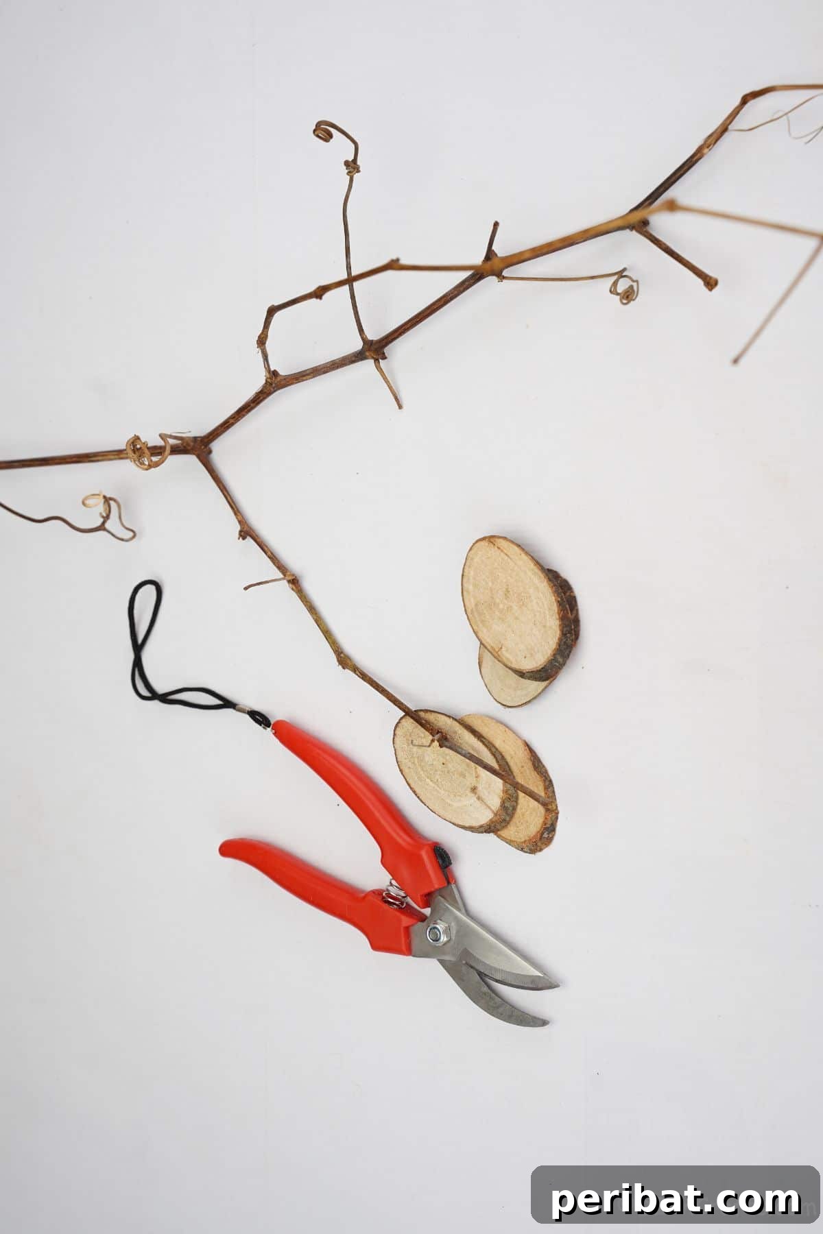 Arrangement of a small branch, wood slices, and pruning shears on a clean white table, ready for a DIY craft project