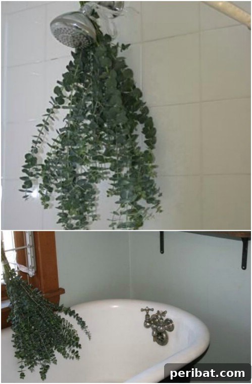 Eucalyptus Shower Steam: Natural Air Freshener and Stress Reliever