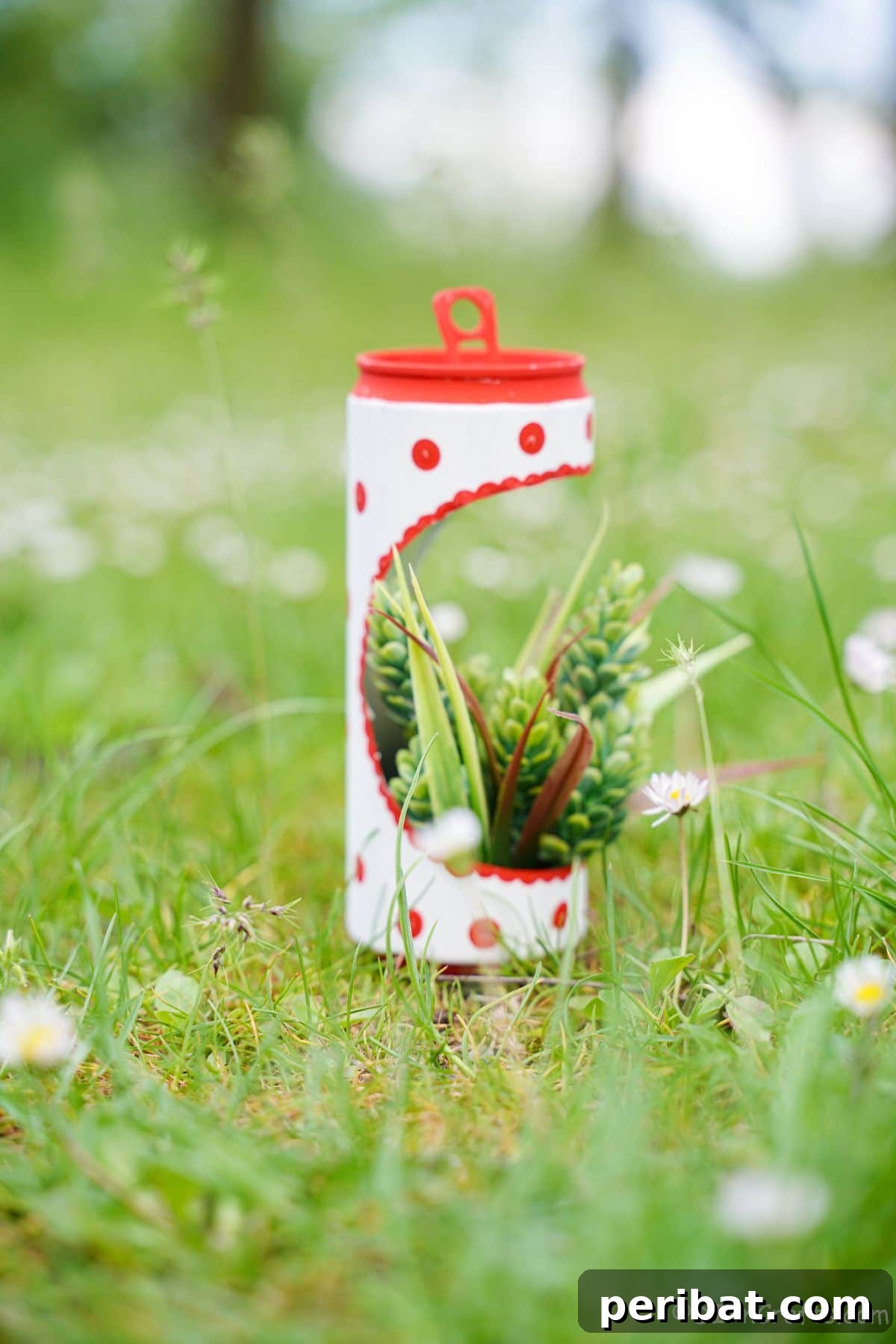 succulent planter made of soda can on grass