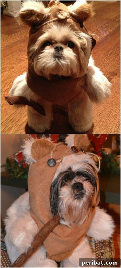 Ewok
