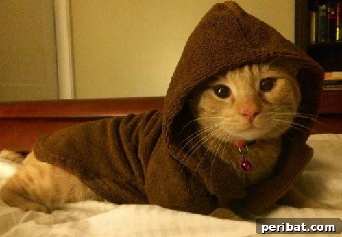 Jedi Knight