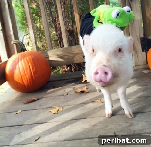 Kermit and Miss Piggy