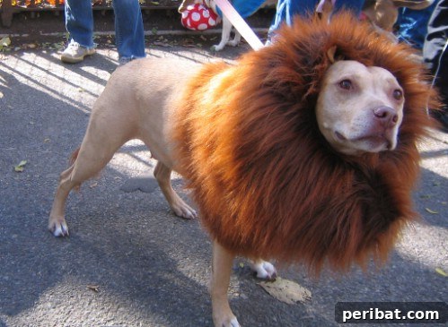 Simba