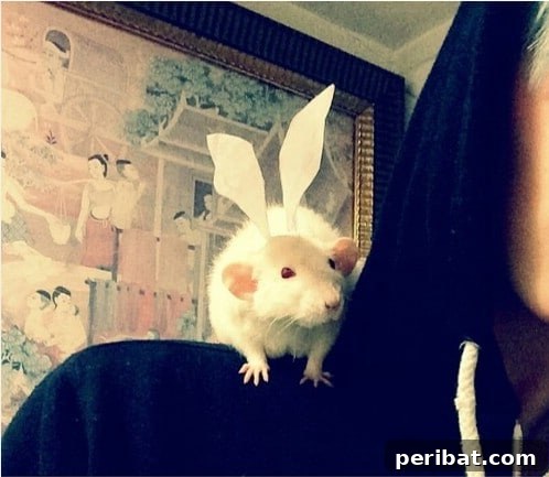Rat Bunny