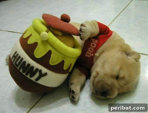 Pooh Puppy