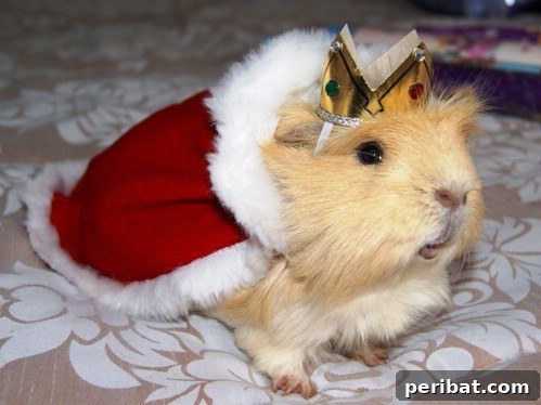 Guinea Pig Royalty