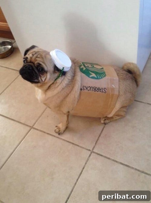 Starbucks Coffee