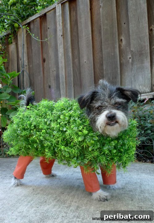 Chia Pet