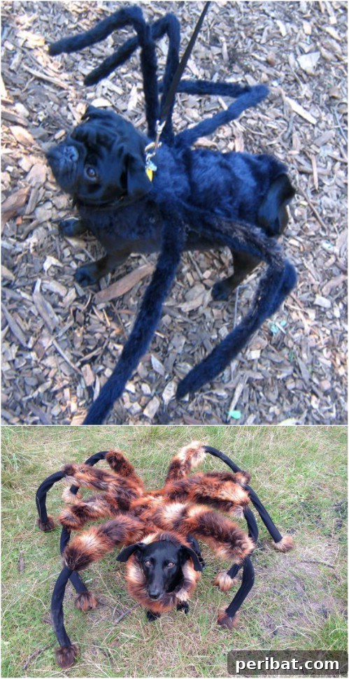 13-spiderdog