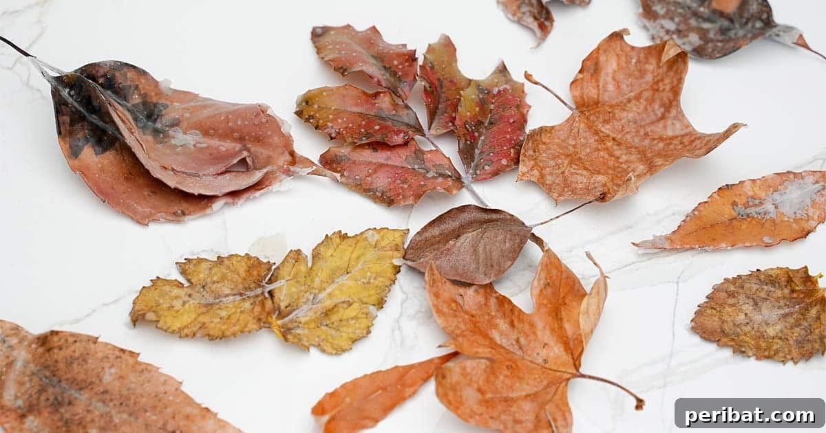 Preserving Autumn's Vibrant Hues 7 fall leaves preserved to make fall crafts