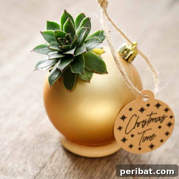 Succulent Christmas Gift Idea for succulent lovers