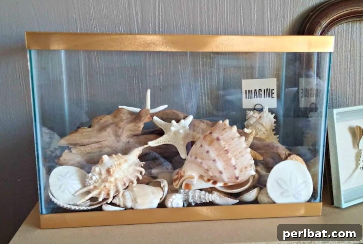 DIY Seashell Collection Display