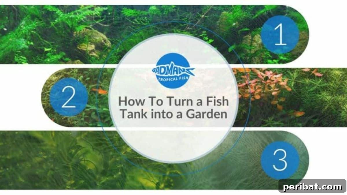 Turn a Fish Tank Into a Garden: Tips To Beautify It