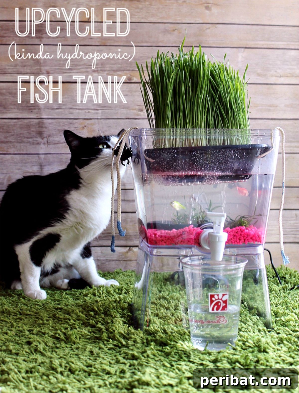 Cat Grass Fish Tank